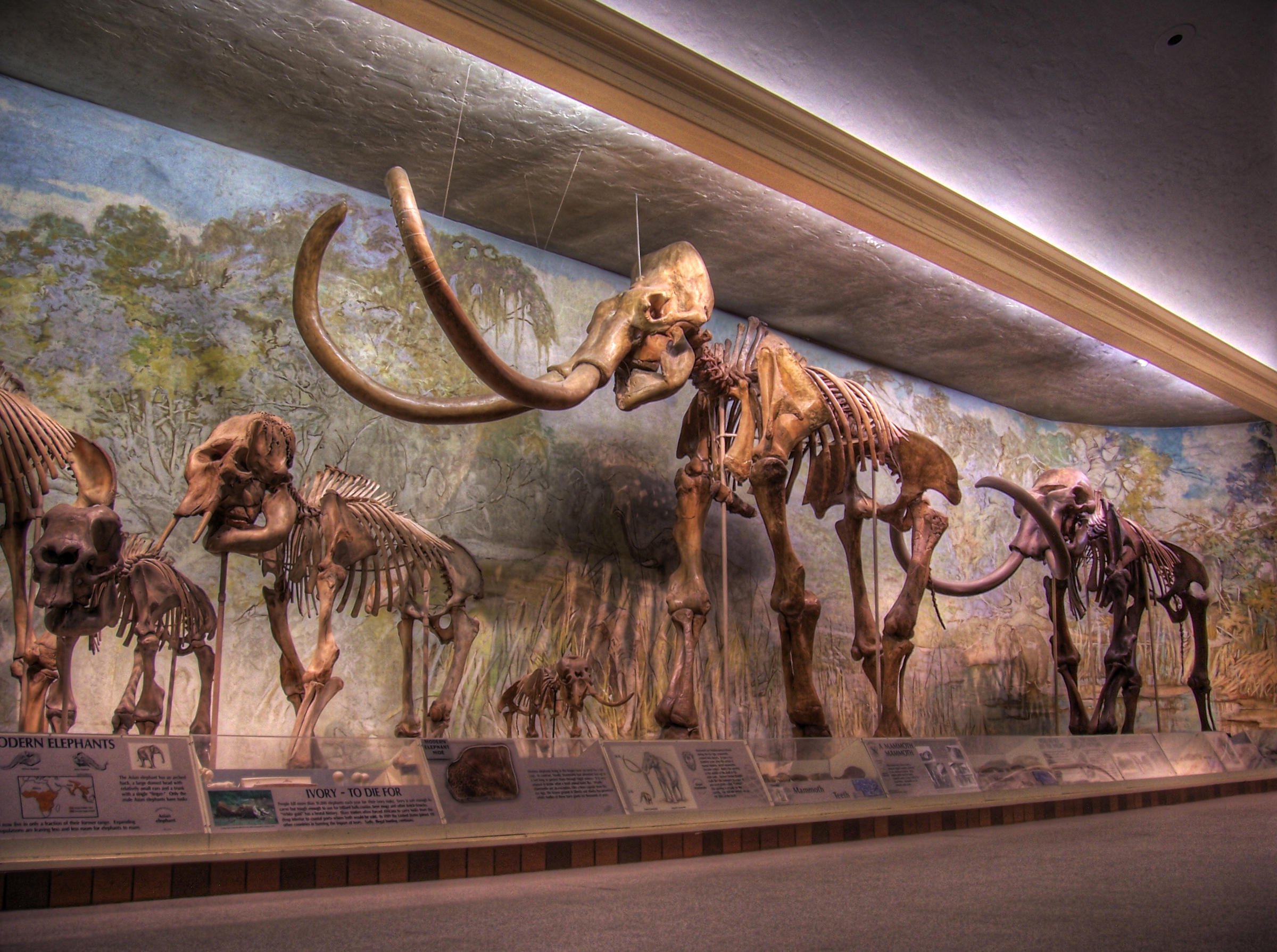 Первобытные мамонты. Мамонты и динозавры. Мамонты жили с динозаврами. Музей останков динозавров и Мамонтов. Динозавры и мамонты в древности.